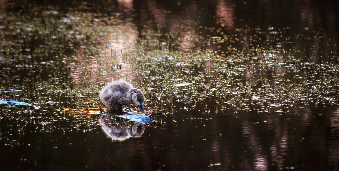 'Duckling on a lake' by James D – Chevron Nature in Focus photography competition