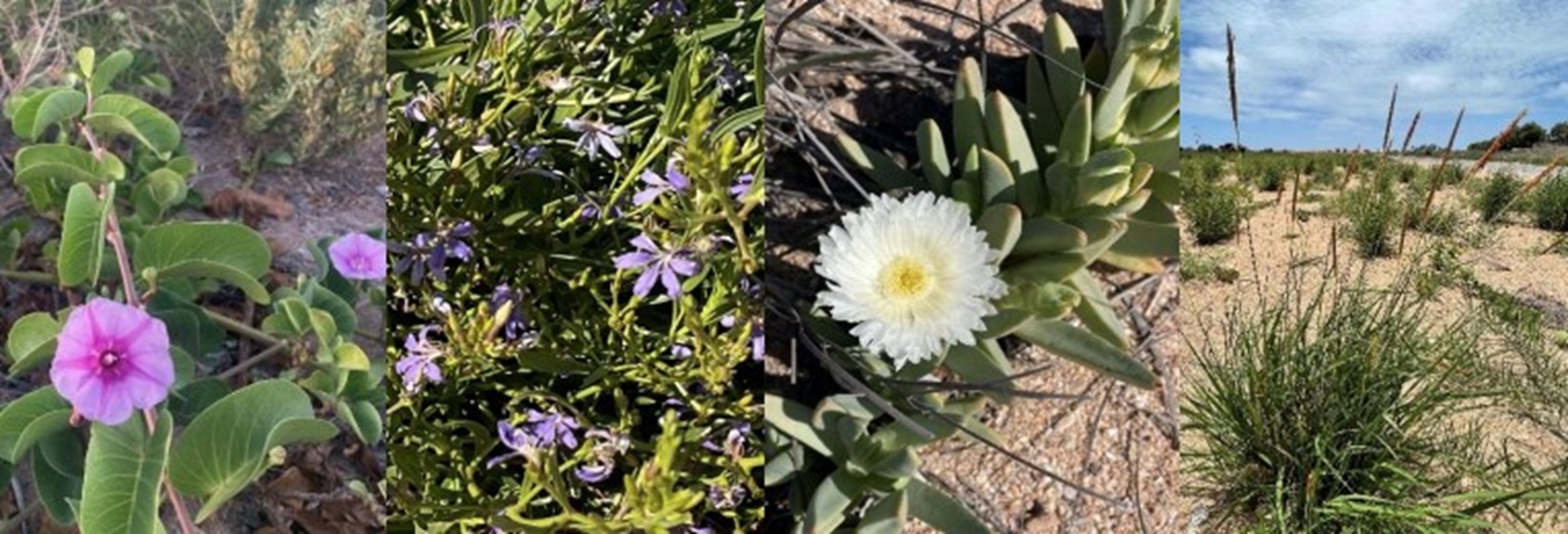 Decommissioning at Thevenard Island