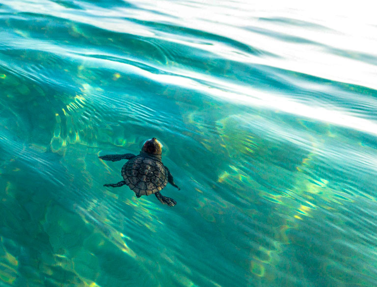 The Chevron Focus Environment photographic competition helps support environmental stewardship among WA school students.