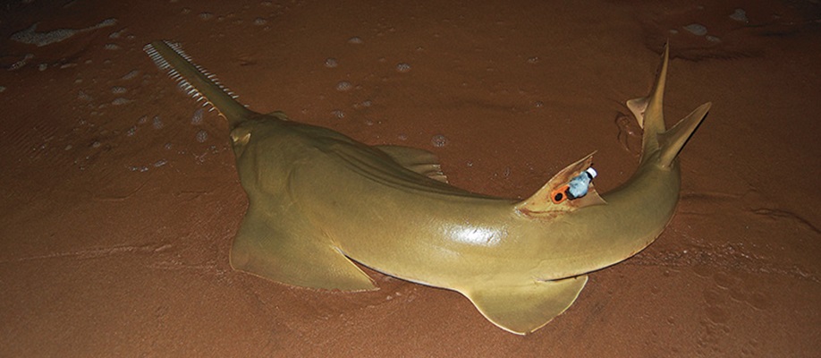 The Green Sawfish is classified as critically endangered by the International Union for the Conservation of Nature