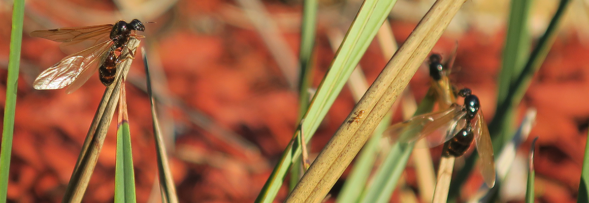 Close up of insects on blades of grass