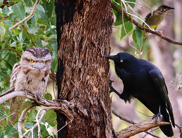 Three birds sitting in a tree