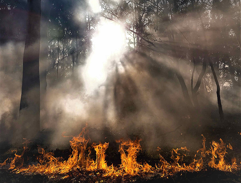 Sunlight and Fire: Fire destroys habitats and ecosystems but also renews  the native ecosystem