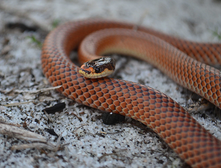 Gould's Hooded snake: A small attractive elapid species, common throughout banksia woodland and granite outcrops in the Perth region. Often found within decomposing timber and under rocks.