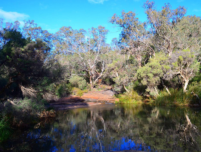 Pristine pool: Roley Pool Reserve provides a refuge for numerous species of native fish, as well as the water rat (rakali).