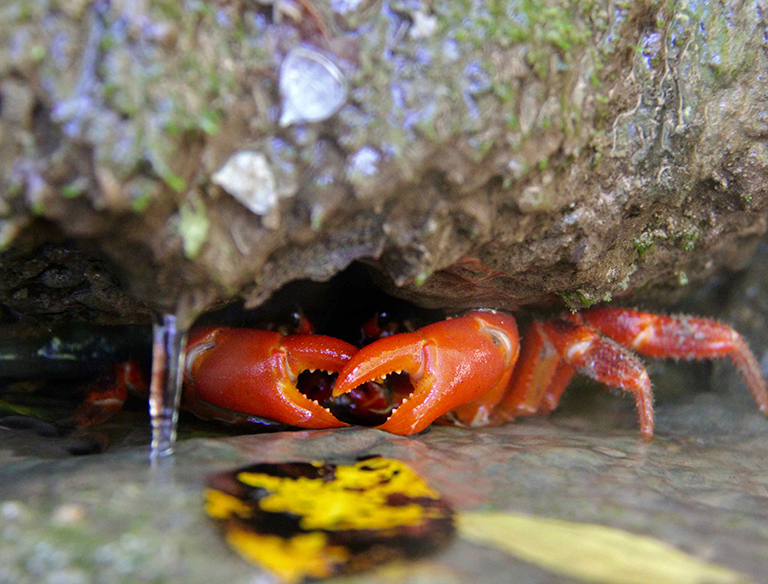 The Waterhole: Famous for their annual mass migration, the Christmas Island Red Crabs find shelter, food and protection among the unique wetlands on the Island.