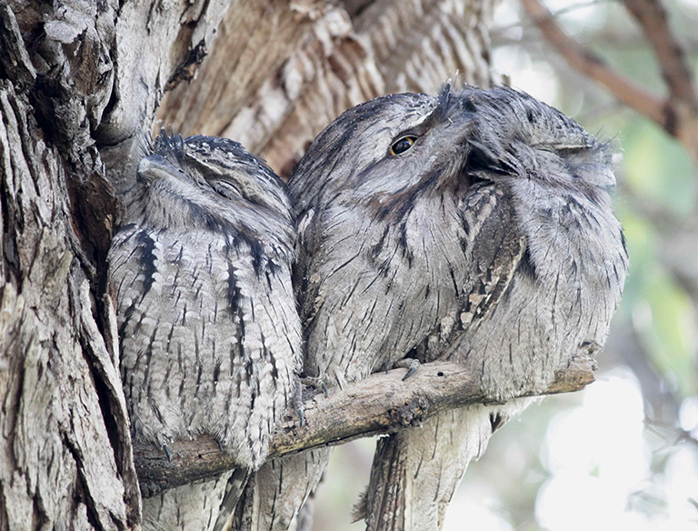 Camouflage: A trio of Tawny Frogmouths safely snuggled together showing their dependance on the native trees for camouflage in the delicate ecosystem. Herdsman Lake, Perth