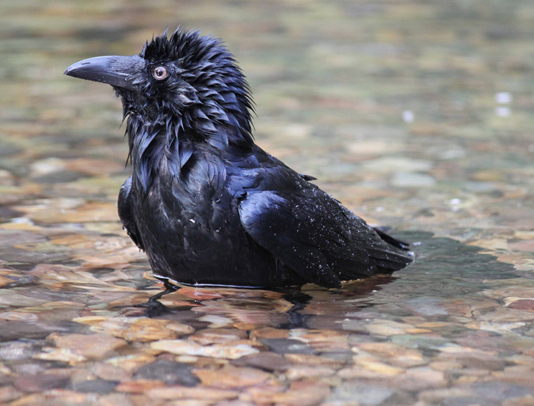 A quick dip: An Australian raven having a bath to cool down in a flowing creek within its habitat. Perth, Western Australia