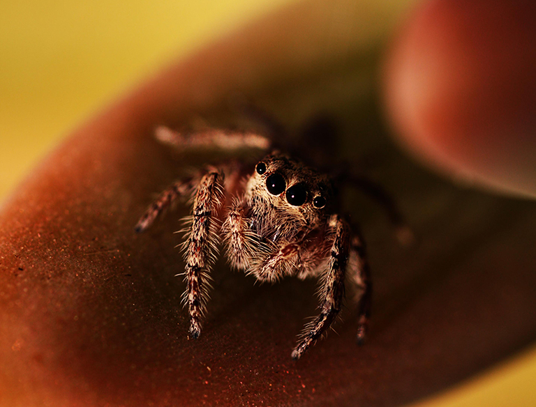 Jumping Spider: A jumping spider in his natural element, engulfed by a cluster of shrubs which had created it's home.