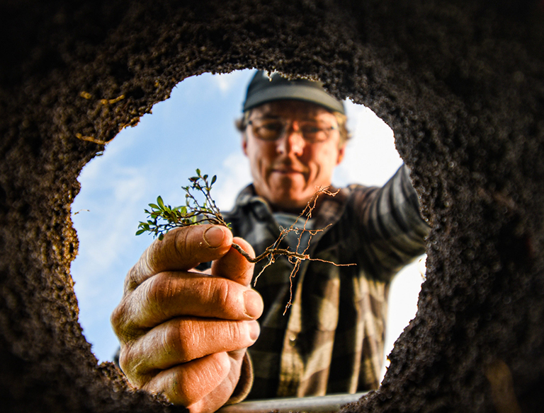 Helping Hand: A plant getting planted to help the ecosystems get back on track and to help the animals and plant life living in them.