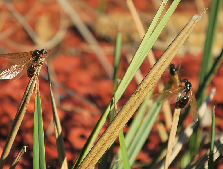 The great journey: Winged queen ants  forging a pathway towards a new colony:  many of them will not survive this great journey