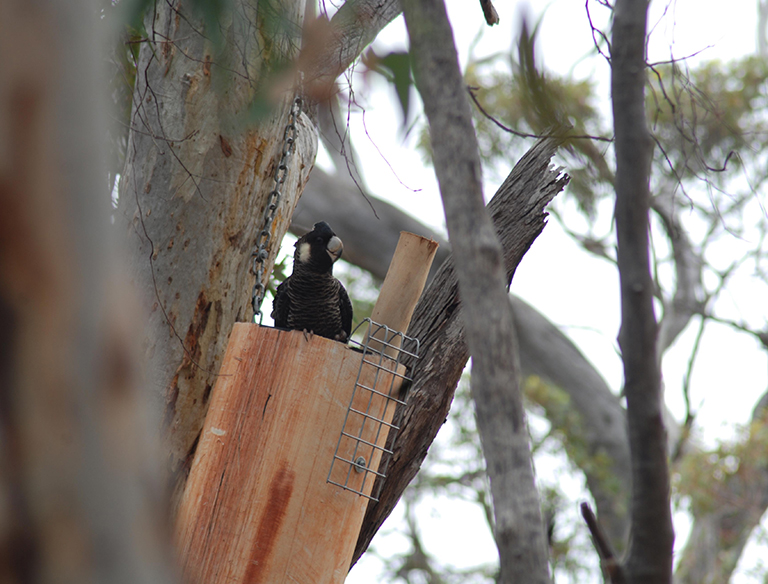 Future Glance: These introduced "cockie tubes" have been extremely successful in providing black cockatoos with a substitute home in our otherwise barren woodlands.