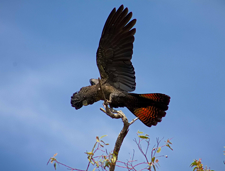 Midday Break: This stunning, endangered Forest Red-Tailed Black Cockatoo, native to WA, has landed in the tree to take a break from eating jarrah nuts.
