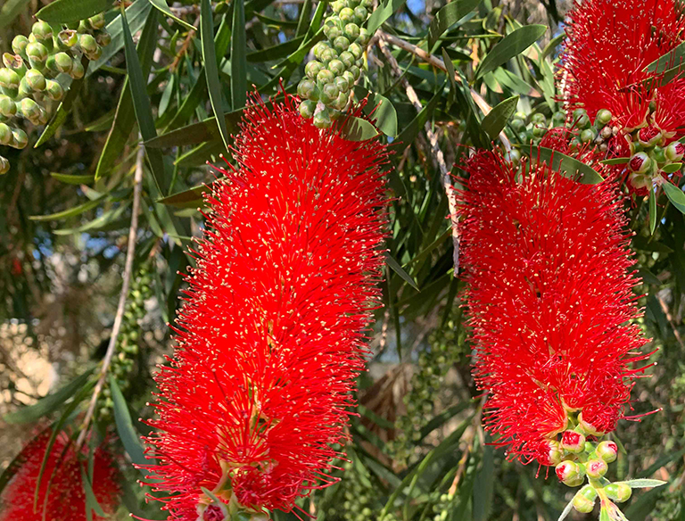 Beautiful Bottle Brush: I love new flowers in Spring, they are home to all of the birds. This is a beautiful Bottle brush.