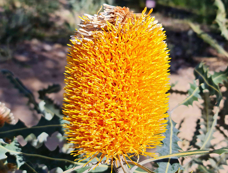 The Menzies Banksia: The Bruce Flower.  Go Bruce! Like members of the Bruce house, all together become a jewel of Nedlands Primary, the flowers of the Menzies Banksia become a jewel of Kings Park.