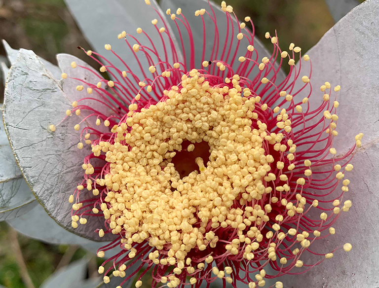 Mottlecah: This stunning native WA plant is loved by one of Australia's native birds, the Honeyeater. It can be sighted at Kings Park and in any native bushland.