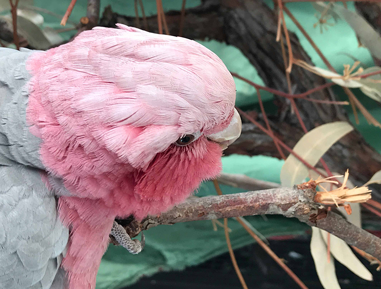 pink and grey gallah perching: A  beautiful pink and gallah, perching up high on a lovely gum tree branch, a native species that brings colour to the skies.