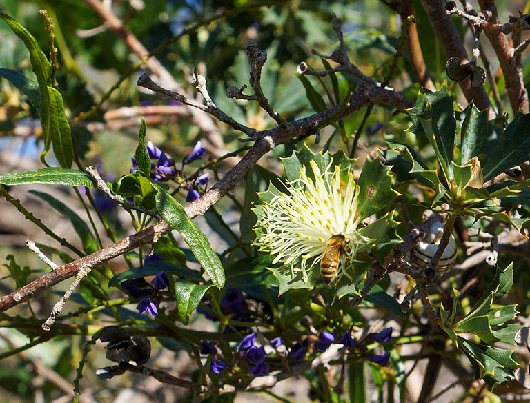 Busy Bee: A busy bee working hard pollinating to keep our ecosystem happy