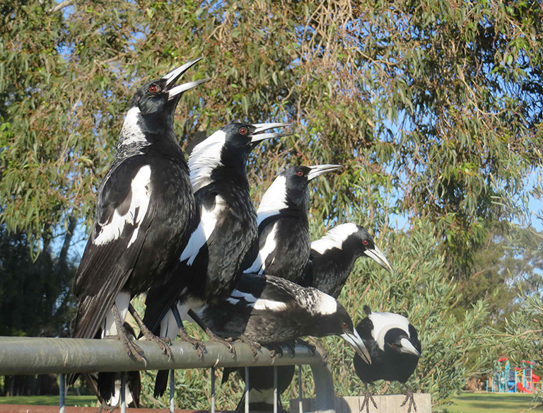 Warbling Magpies: Six warbling magpies sit on a post and call for their mates to come and enjoy tucker with them. Their beautiful groups are called charms.