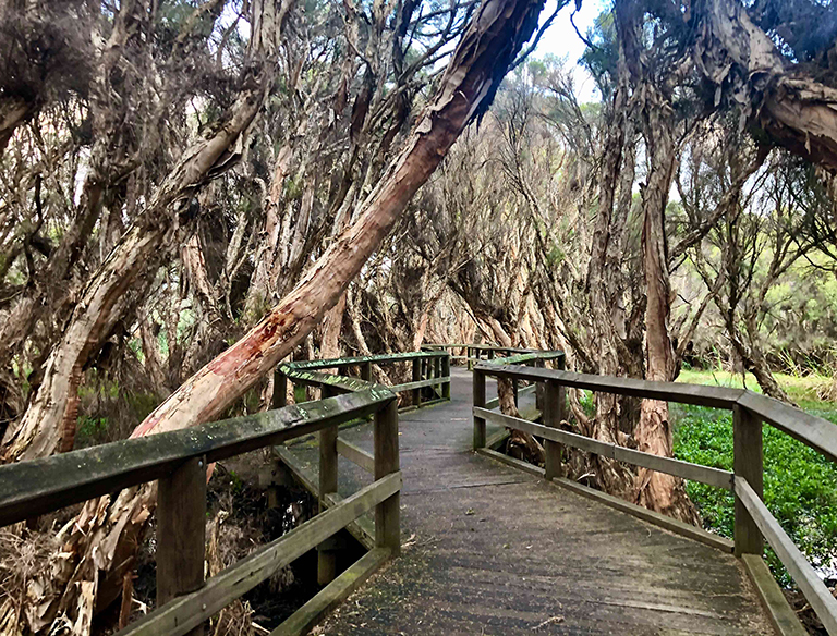 Zig Zag Bridge: The Zig Zag Bridge protects the environment by letting people walk through the Bunbury wetland safely.