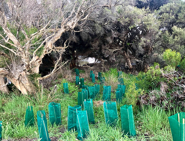 Regrowing the Wetland: Replanting in the wetland is good to  provide more homes for the local animals.