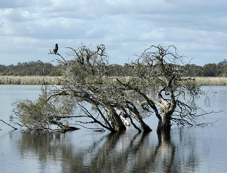 Wetlands: Despite wetlands providing a home to many of our native species, 80% of our wetlands have disappeared.