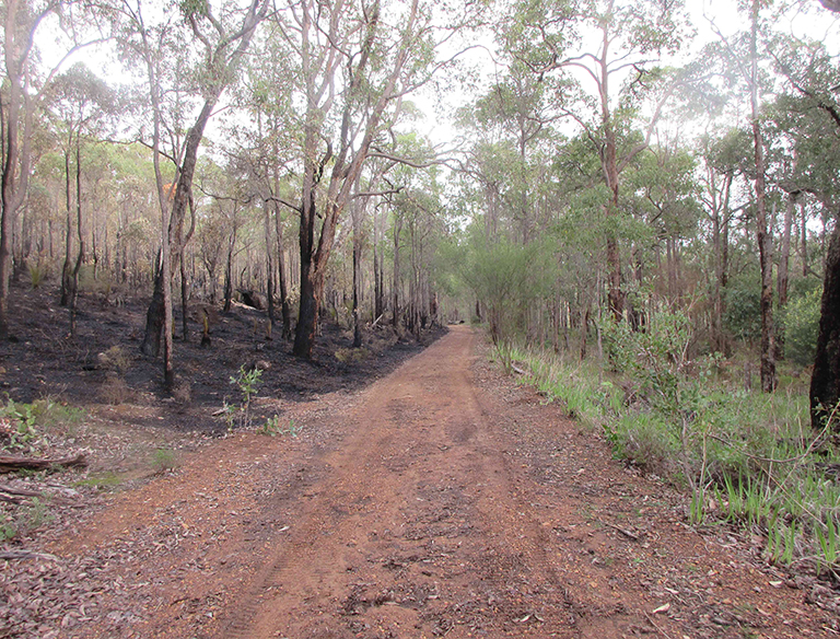 Halved Track: A recent controlled burn on the Mason Bird Heritage Trail. Fires are important to Australia's bush ecosystem so seeds can germinate and regenerate the bushland.