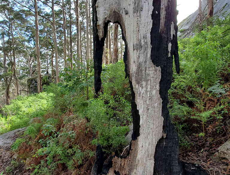 Charred: Many Australian plants such as the Eucalyptus require heat to sprout. Controlled burning can be a sustainable way to help the native forest grow.