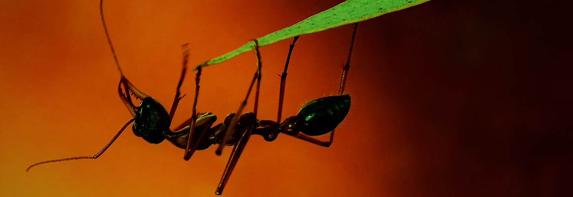 Close up of an ant on a blade of grass