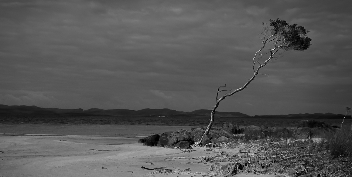 73682_Habitats - 11-12 - 2nd - Forrest He- Year 12 - Perth Modern School