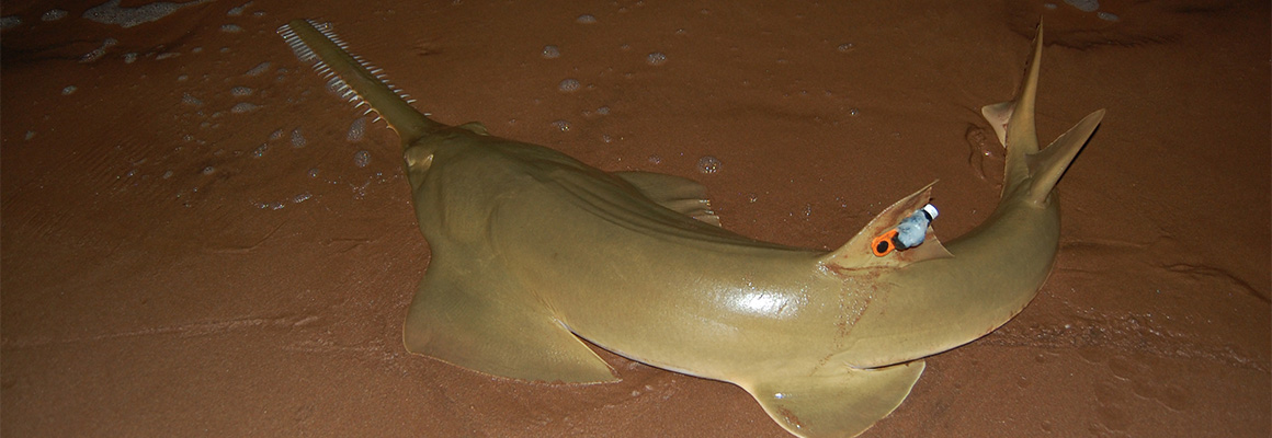 green sawfish