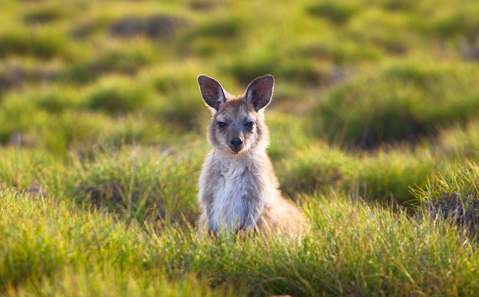 Barrow Island has been a Class A Nature Reserve since 1910.