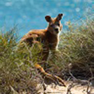 A Kangaroo in the bush
