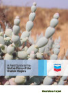 A Field Guide to the Native Flora of the Onslow Region
